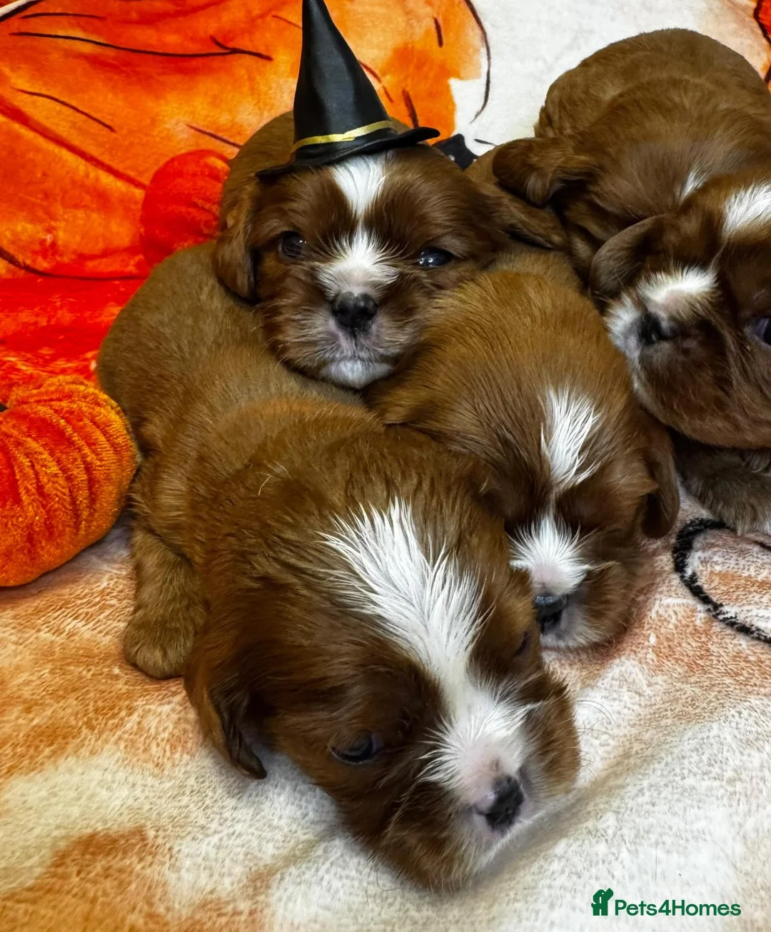 Cavalier King Charles Spaniel dogs for sale: 7 KC registered boy cavalier king Charles  - Advert 14