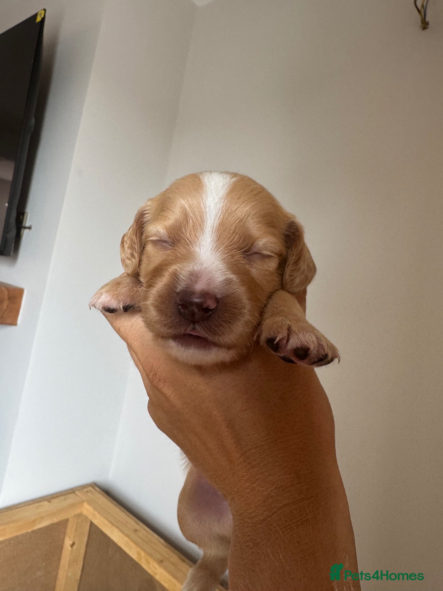 Sprocker dogs Gorgeous Sprocker Spaniel Puppies - Advert 2