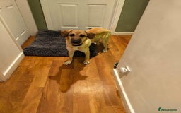 Mixed Breed dogs for adoption: Sallie – 10 months old, Female, Mixed Breed Pup - Advert 7