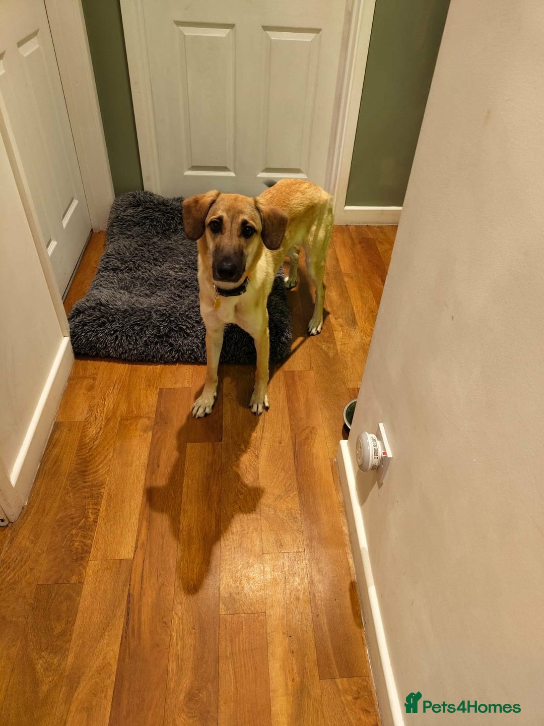 Mixed Breed dogs for adoption: Sallie – 10 months old, Female, Mixed Breed Pup - Advert 7