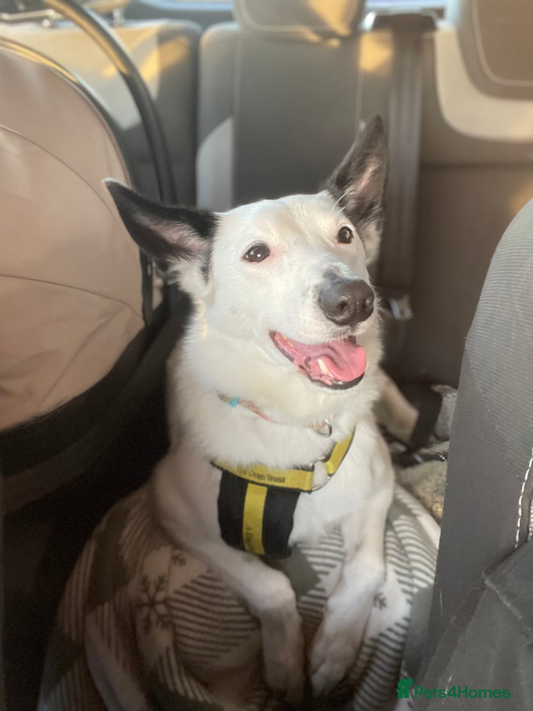 Border Collie dogs for sale: Koda is looking for her new home - Advert 5