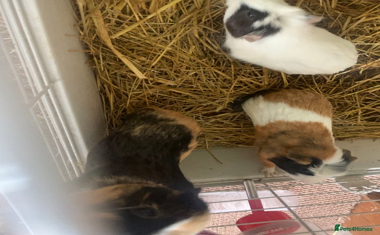 Guinea Pig rodents for sale - Advert 2