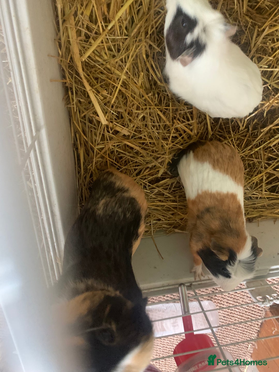 Guinea Pig rodents for sale: 2 female 1male - Image 1