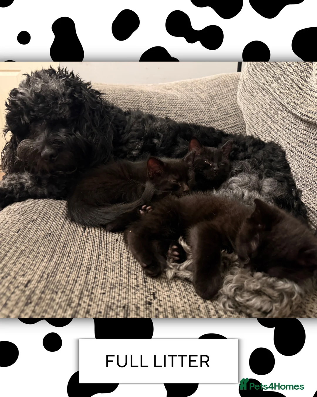 Ragdoll cats for sale: Ragdoll X Bombay kittens for sale in Durham - Advert 7