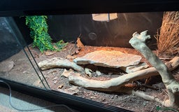 Bearded Dragon reptiles for sale: Bearded dragon! Zuko  - Image 5