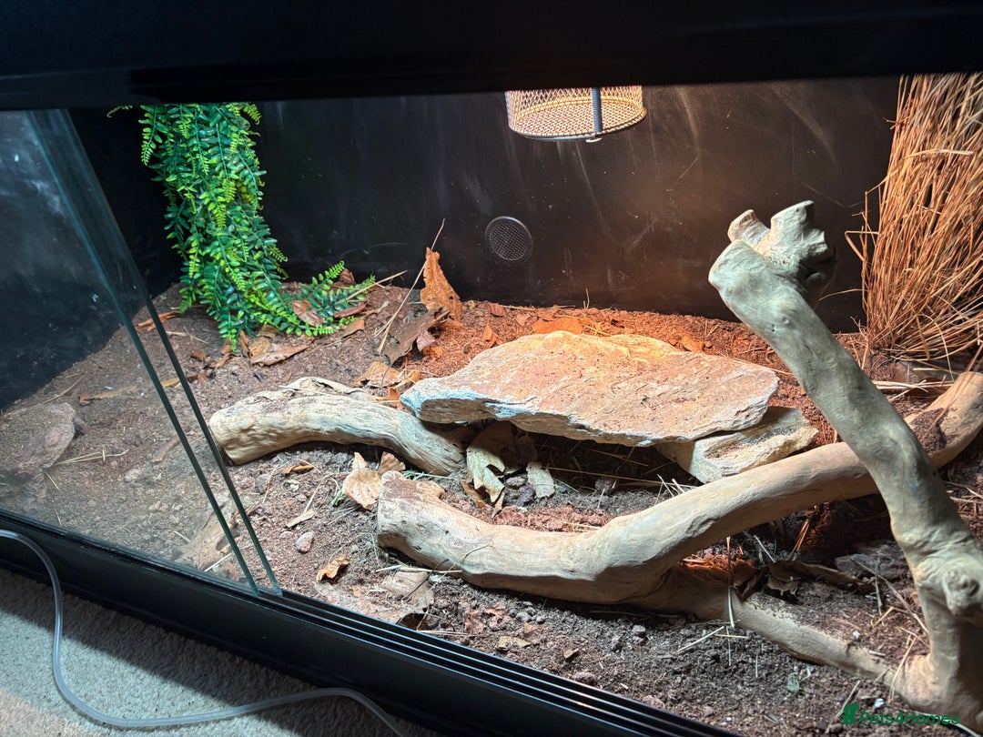 Bearded Dragon reptiles for sale: Bearded dragon! Zuko  - Image 5