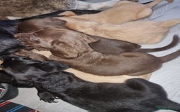 Mixed Breed dogs for sale: Labrador x cockapoo puppies - Image 9