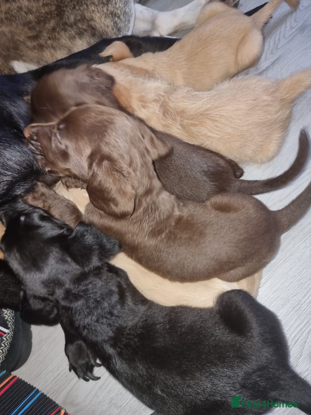 Mixed Breed dogs for sale: Labrador x cockapoo puppies - Image 9