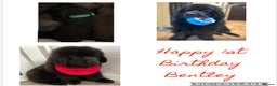 Newfoundland dogs for stud: KC REGISTERED NEWFOUNDLAND STUD HEALTH TESTED  in Basildon - Advert 35