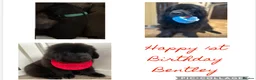 Newfoundland dogs for stud: KC REGISTERED NEWFOUNDLAND STUD HEALTH TESTED  in Basildon - Advert 35