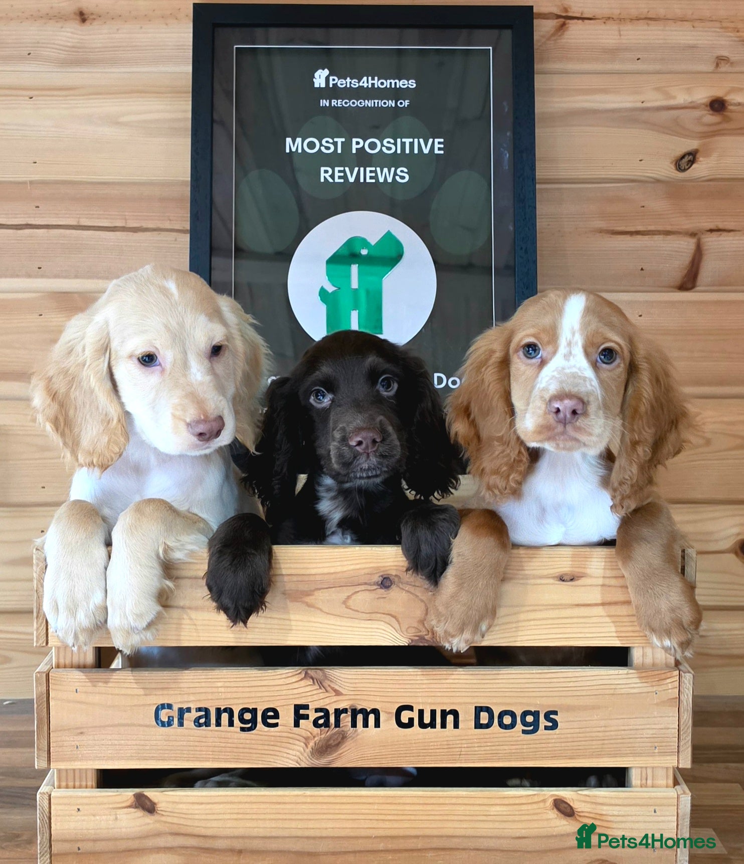 Cocker Spaniel dogs 3 WORKING TYPE KC COCKER SPANIELS READY TO LEAVE  - Advert 1