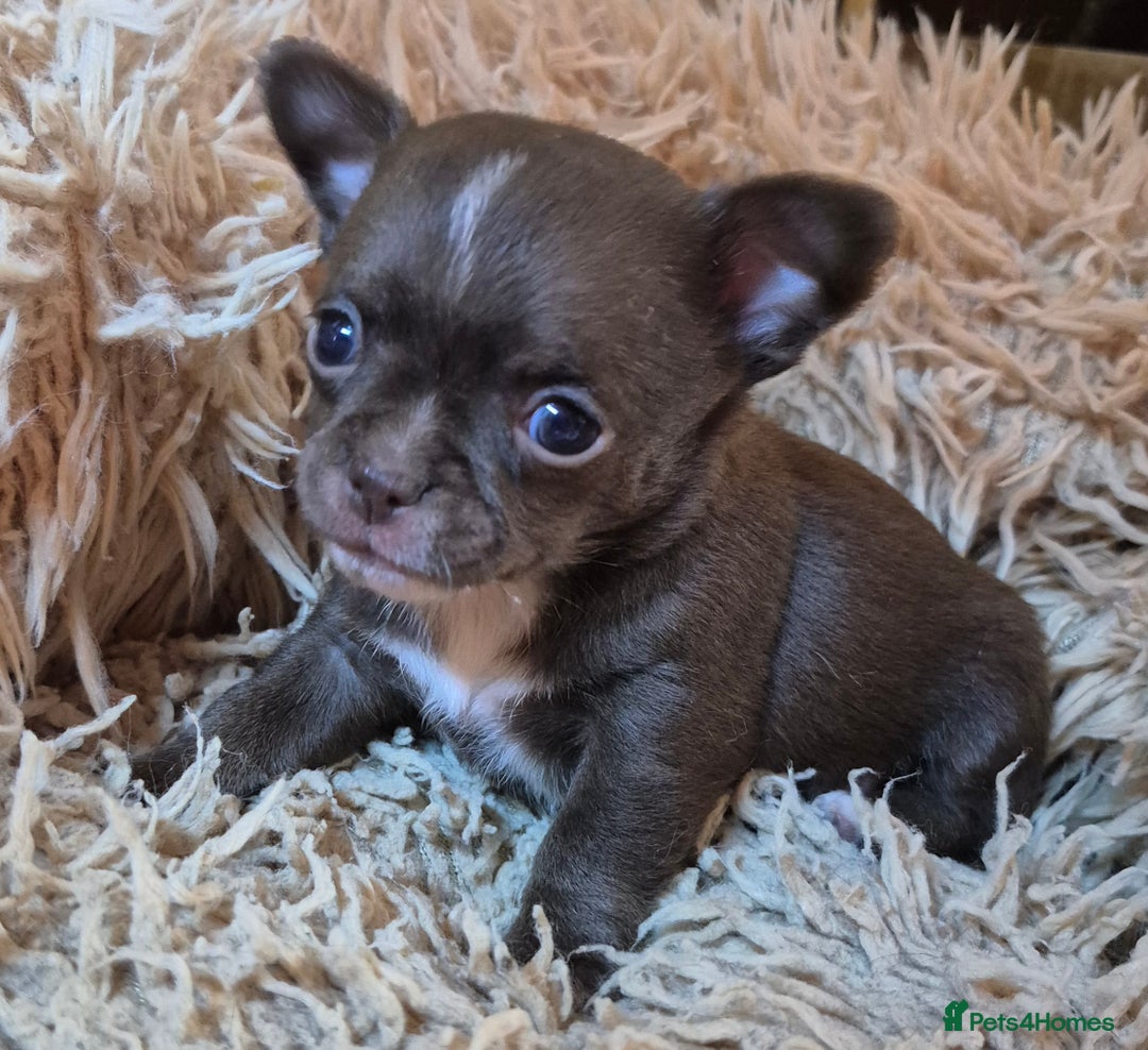 Chihuahua dogs for sale: KC chihuahua puppies  - Advert 18