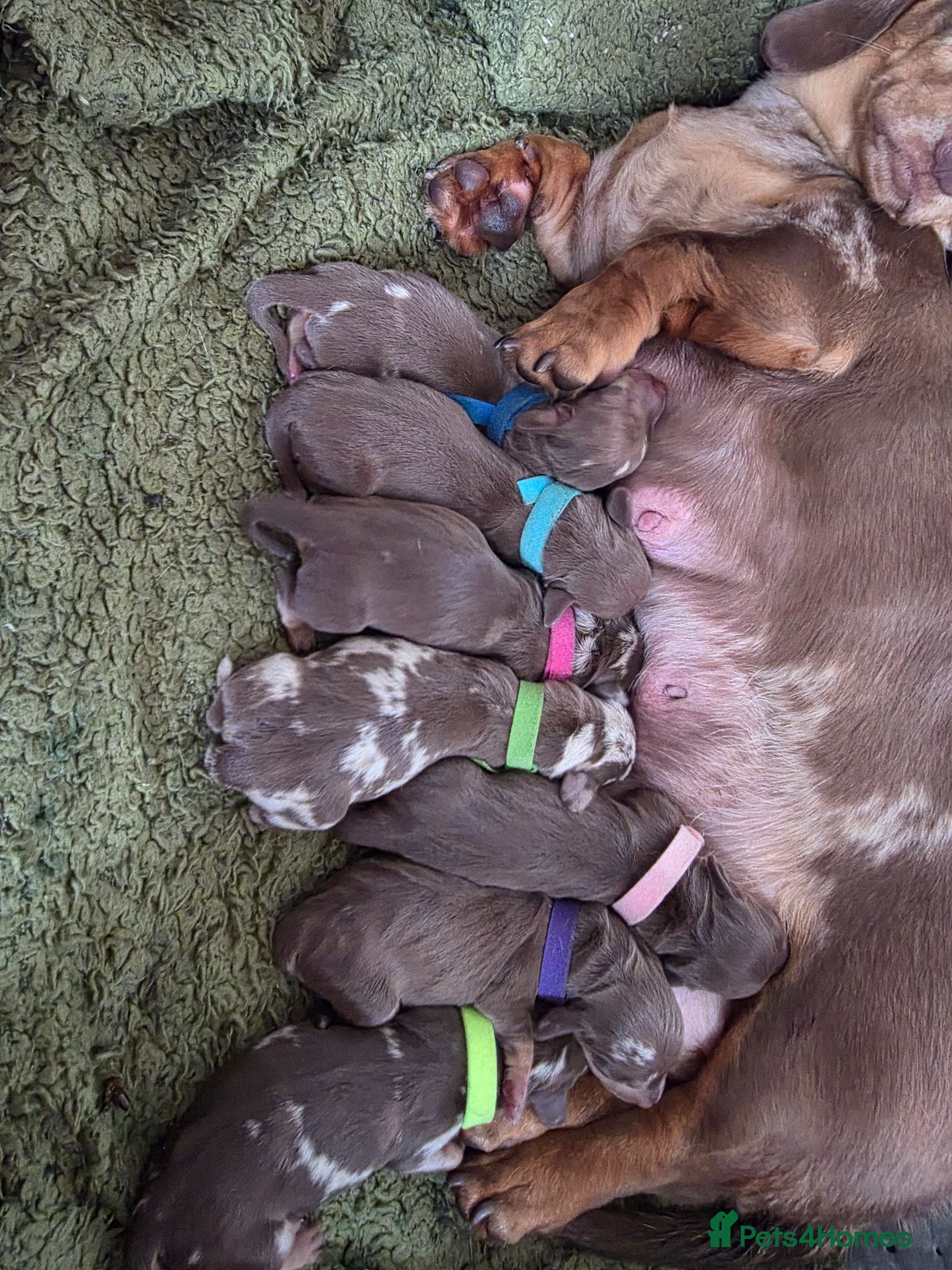 Miniature Dachshund dogs 🐾Stunning KC Reg Miniature Dachshund Puppie🐾 - Advert 1
