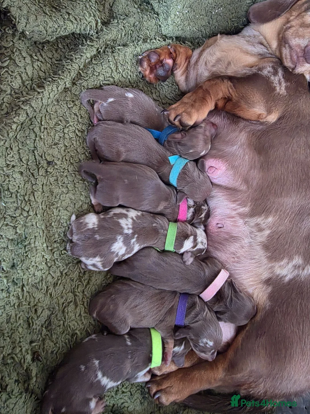 Miniature Dachshund dogs for sale: 🐾Stunning KC Reg Miniature Dachshund Puppie🐾 - Advert 1