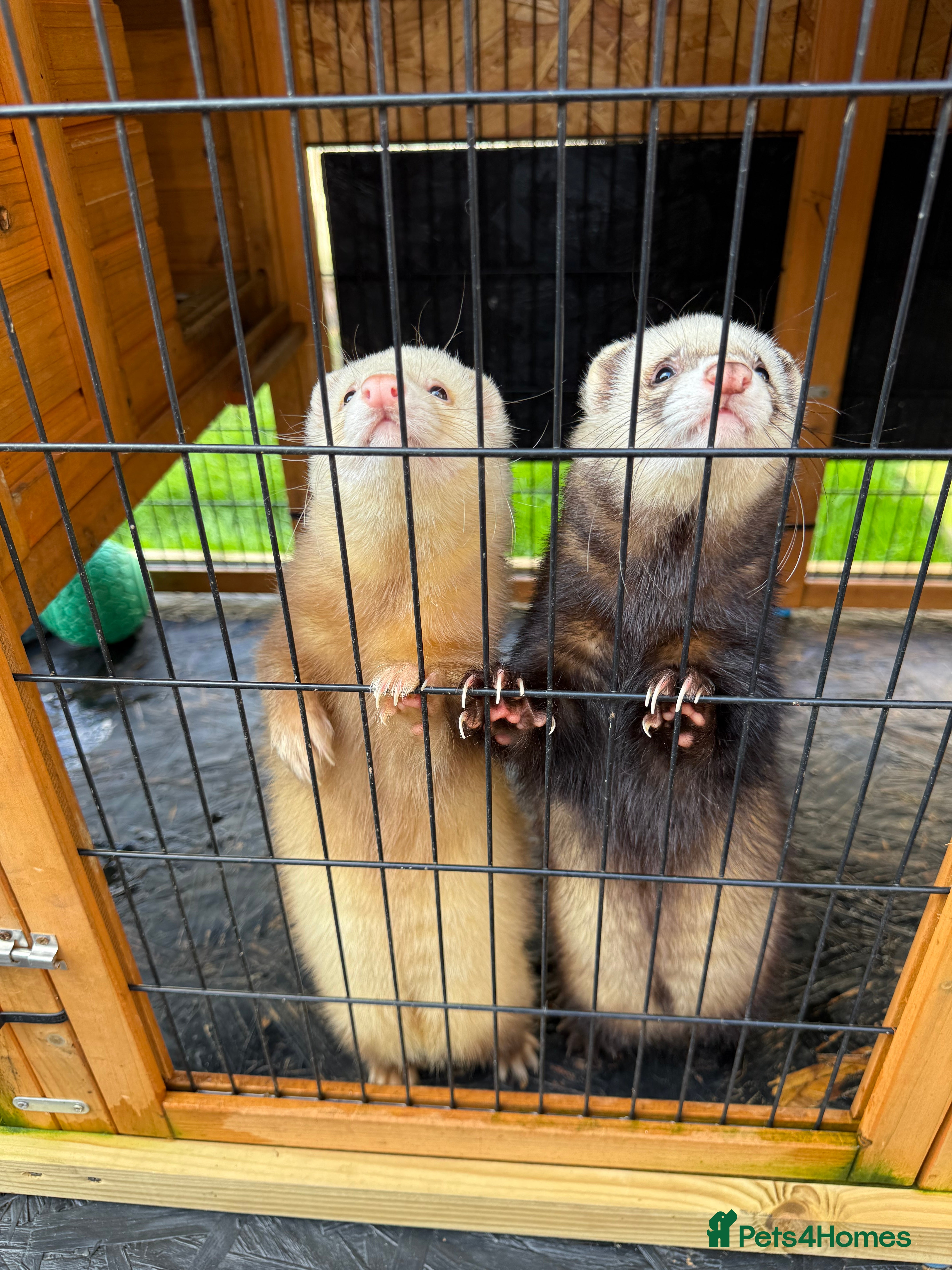 Ferret rodents 2 Boys for adoption - Advert 7