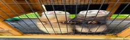 Ferret rodents for sale: 2 Boys for adoption - Advert 1