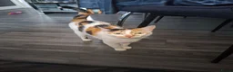 Mixed Breed cats for sale: Fluffy playfull healthy kittens - Advert 3
