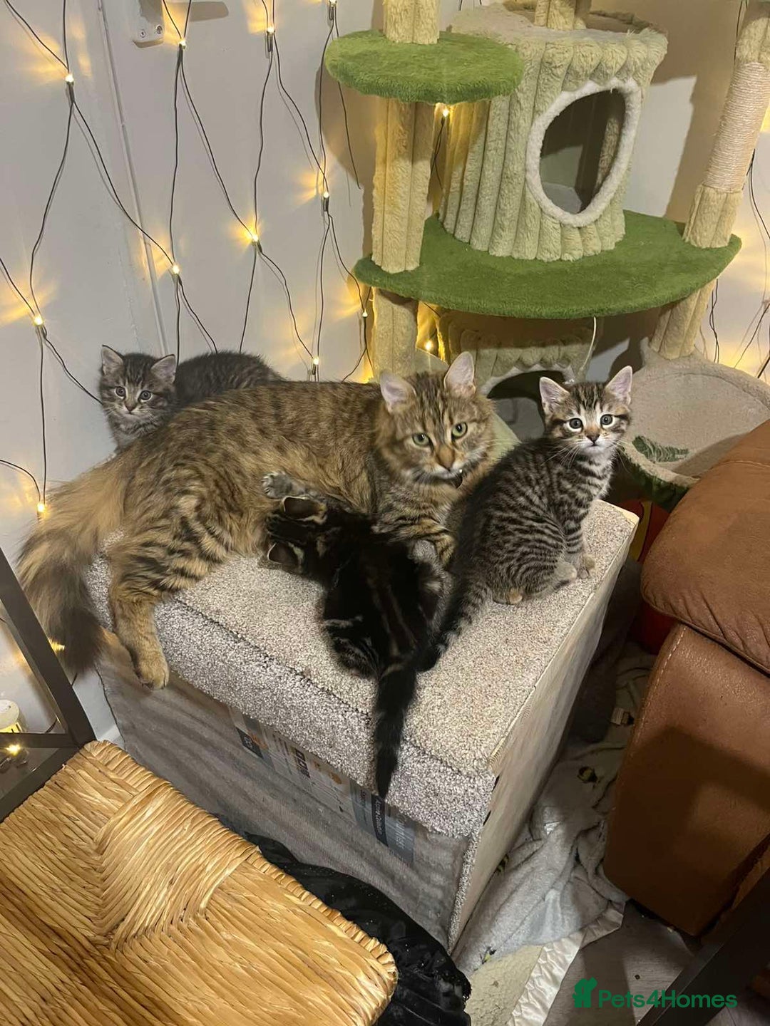 Mixed Breed cats for sale: Adorable kittens - Advert 8