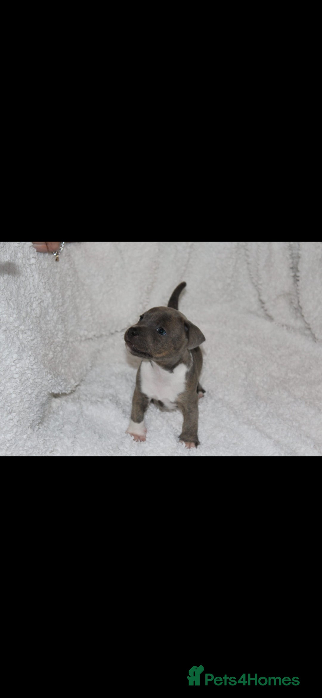 Staffordshire Bull Terrier dogs for sale: Staffy Puppies. Exceptional Temperament. - Advert 8