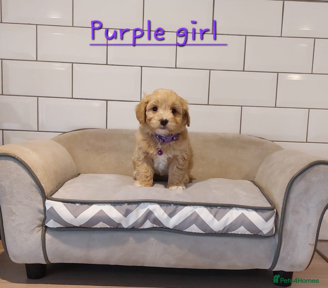Cavachon dogs for sale: Beautiful Cavapoochon puppies 🥰 in Pencader - Image 7