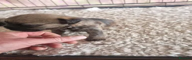 Border Terrier 5