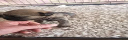 Border Terrier dogs for sale: Beautiful Border Terrier Puppies - Advert 5