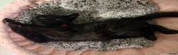 Mixed Breed cats for sale: Black kitten for sale  - Advert 11