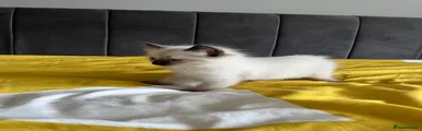 Ragdoll Kitten 4