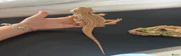 Bearded Dragon reptiles for sale: Barry the breaded dragon - Advert 5