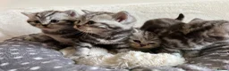 British Shorthair cats for sale: GCCF Rare Show Quality BSH Silver Tabby Kittens  - Advert 17