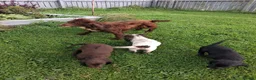 Cocker Spaniel dogs for sale: Working cocker spaniel pups  - Advert 3