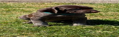 German Shorthaired Pointer 2