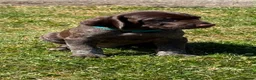 German Shorthaired Pointer dogs for sale: German Short Haired Pointer Puppies KC reg  - Advert 26