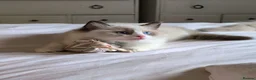 Ragdoll cats for sale: Tica Ragdoll kittens imperial grand champion lines - Advert 14