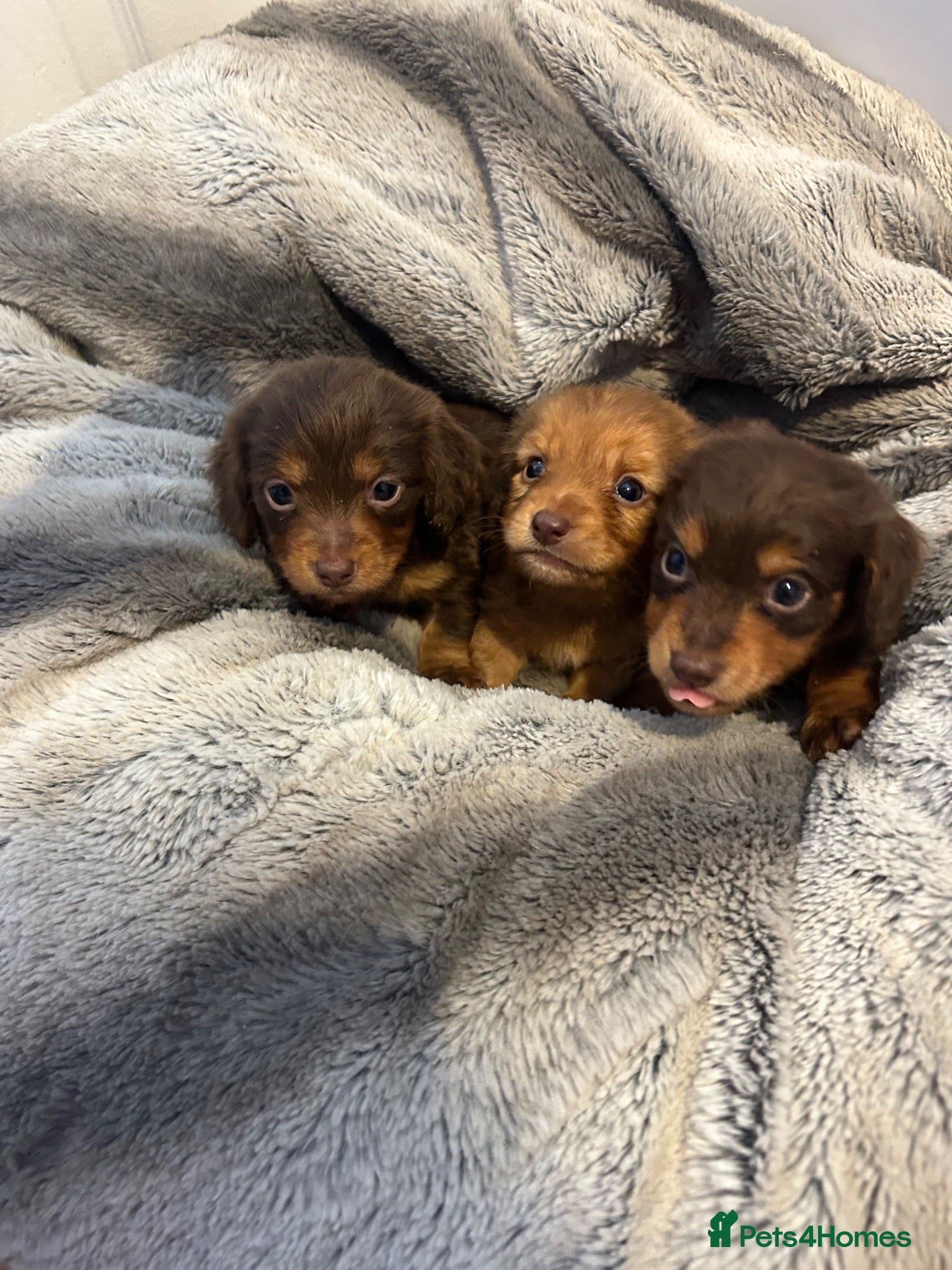 Miniature Dachshund dogs Long haired miniature dachshund  - Advert 3