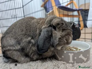 Mini Lop rabbits Grayson Mini Lop - Advert 1