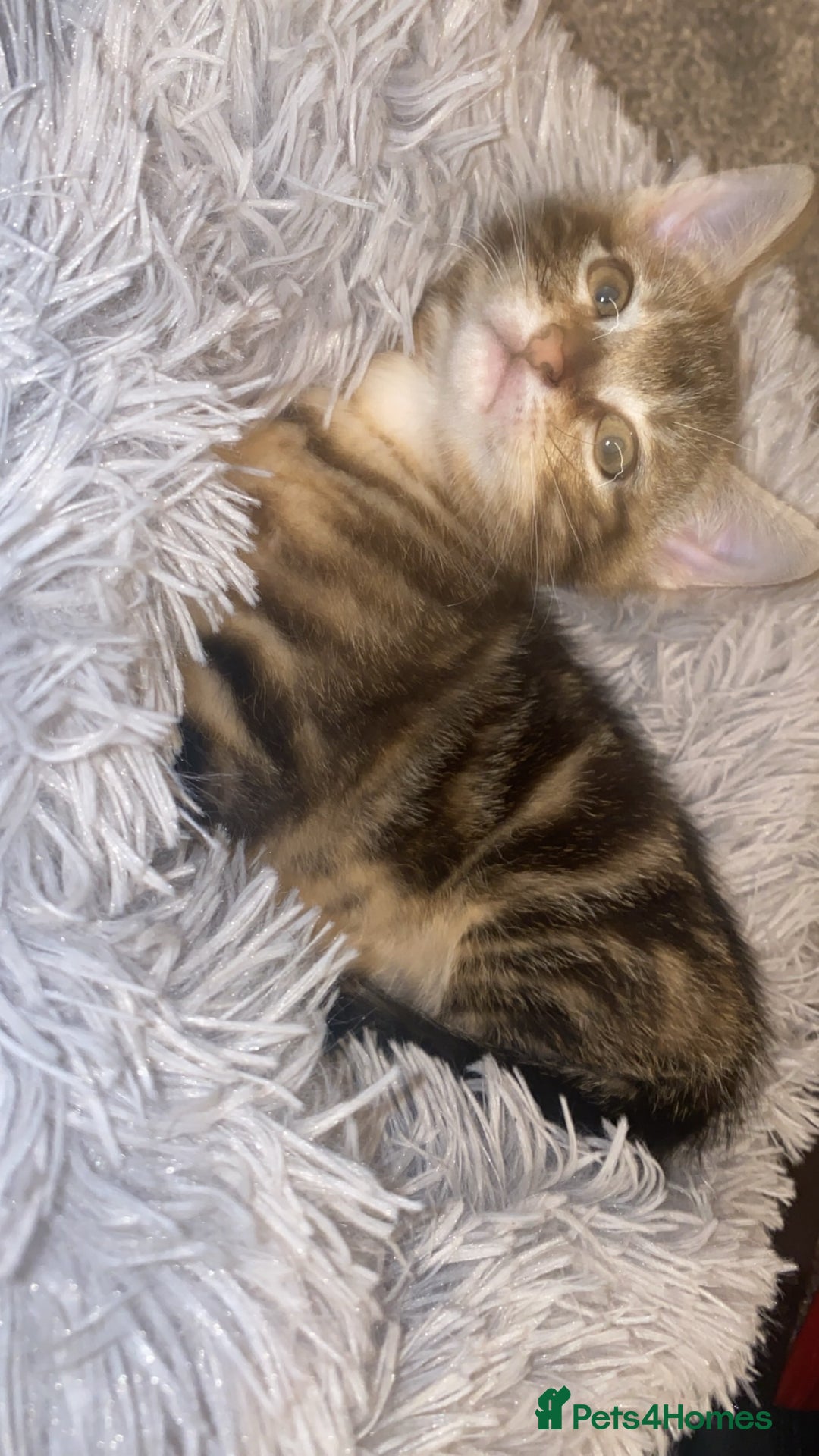 Mixed Breed cats for sale: Cute Brown kitten - Advert 8