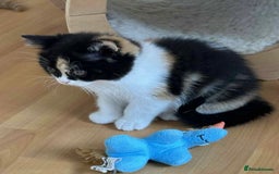 British Shorthair cats for sale: British Shorthair and Longhair kittens - Image 7