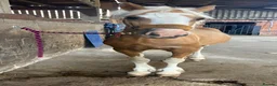 Welsh Section D horses for sale: Welsh d filly  in Stockton-on-Tees - Advert 3