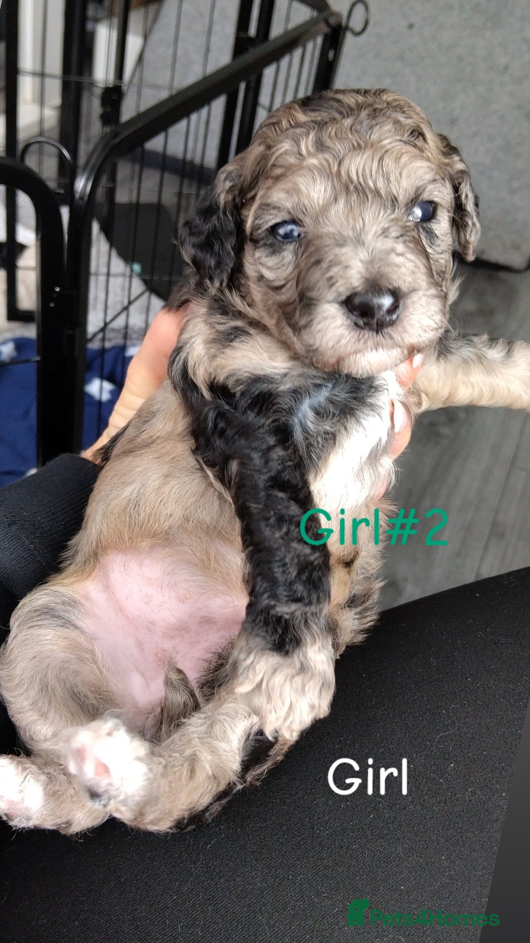 Poochon dogs for sale: Poochons💥 2 Beauties READY TO LEAVE NOW 💥  - Image 12