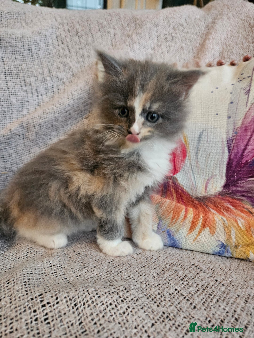 Maine Coon cats for sale: Maine Coon kittens available Chunky and confident - Image 9
