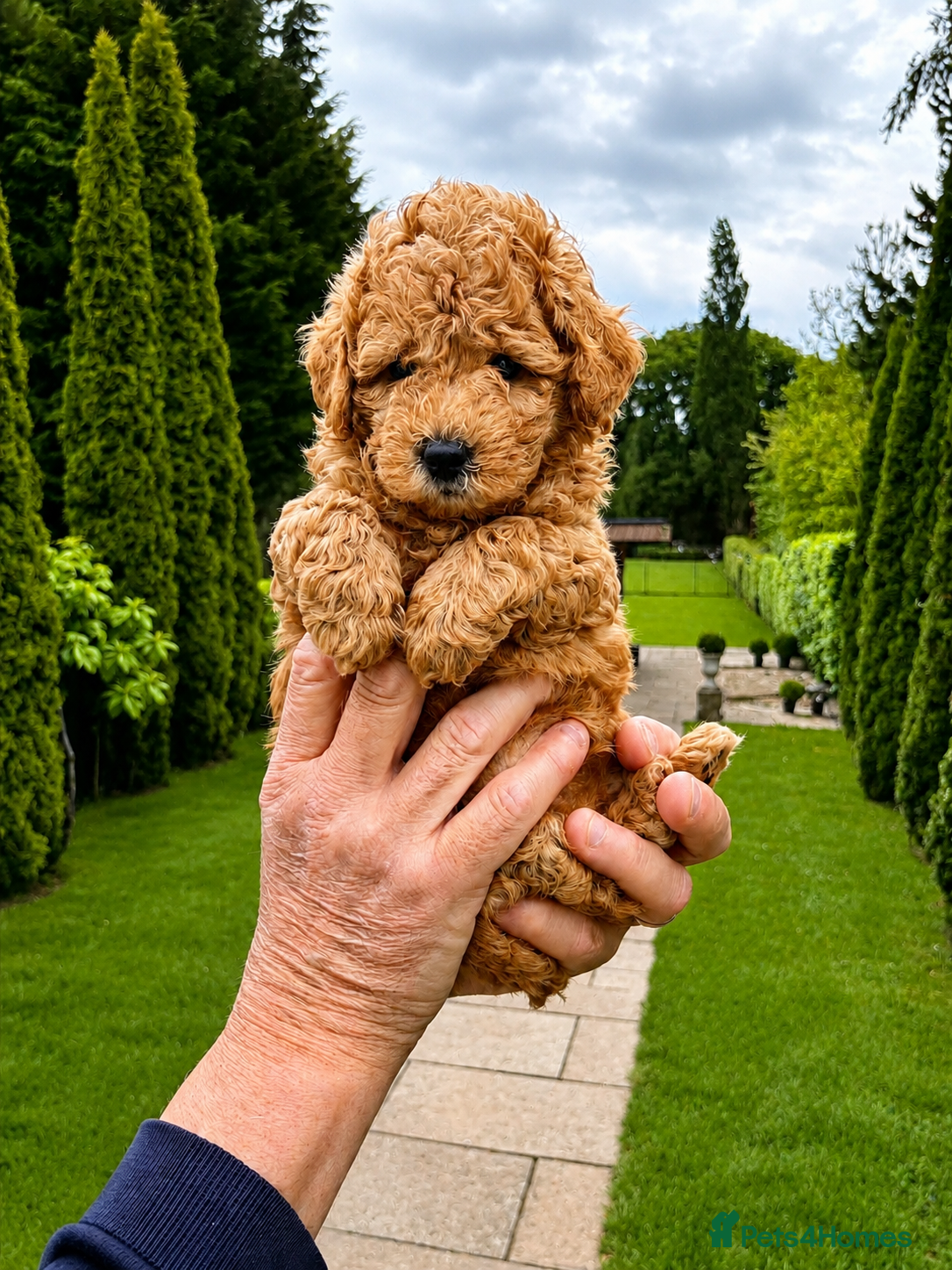 Cavapoo dogs Extensively Tested Toy Teddy Bears ❤️ - Advert 8