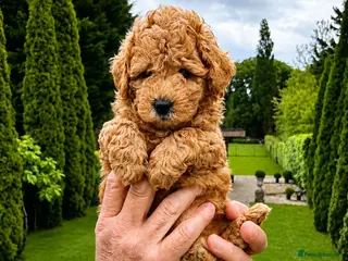 Cavapoo dogs Extensively Tested Toy Teddy Bears ❤️ - Advert 8