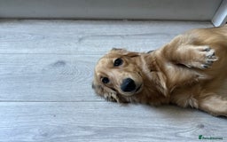 Miniature Dachshund dogs for sale: Long haired miniature dachshund  - Image 3