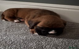 Boxer dogs for sale: KC PEDIGREE BOXER PUPPIES  - Image 26