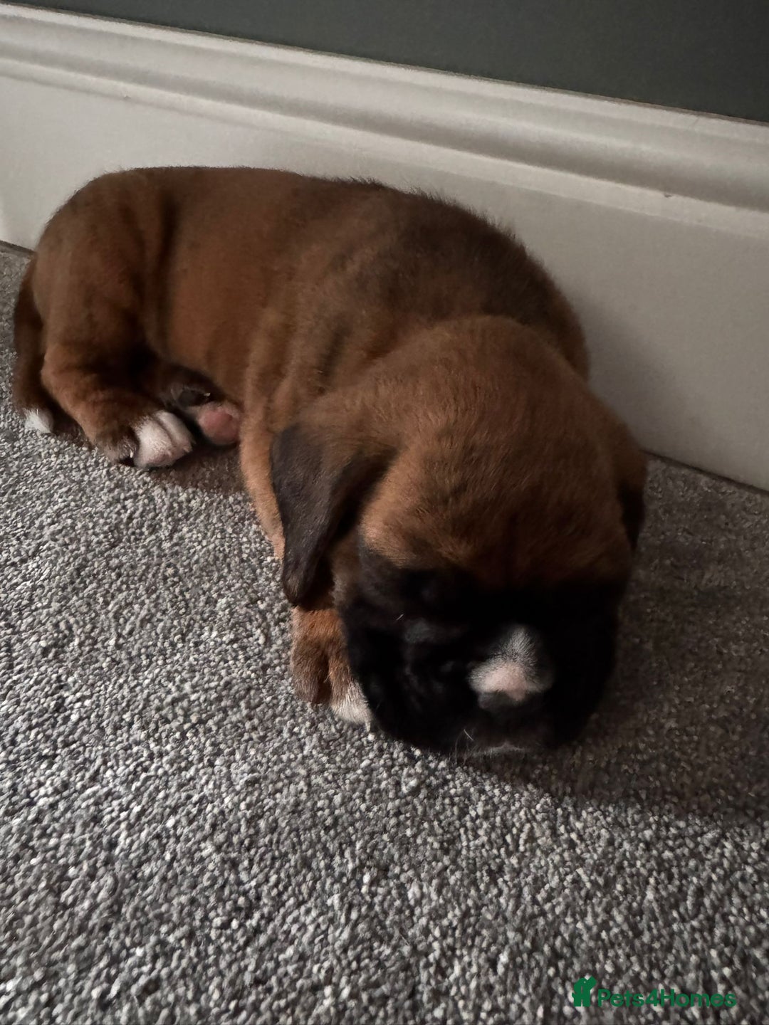 Boxer dogs for sale: KC PEDIGREE BOXER PUPPIES  - Image 26