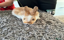 Dwarf Hotot rabbits for sale: Bunnies  in Newark - Image 11
