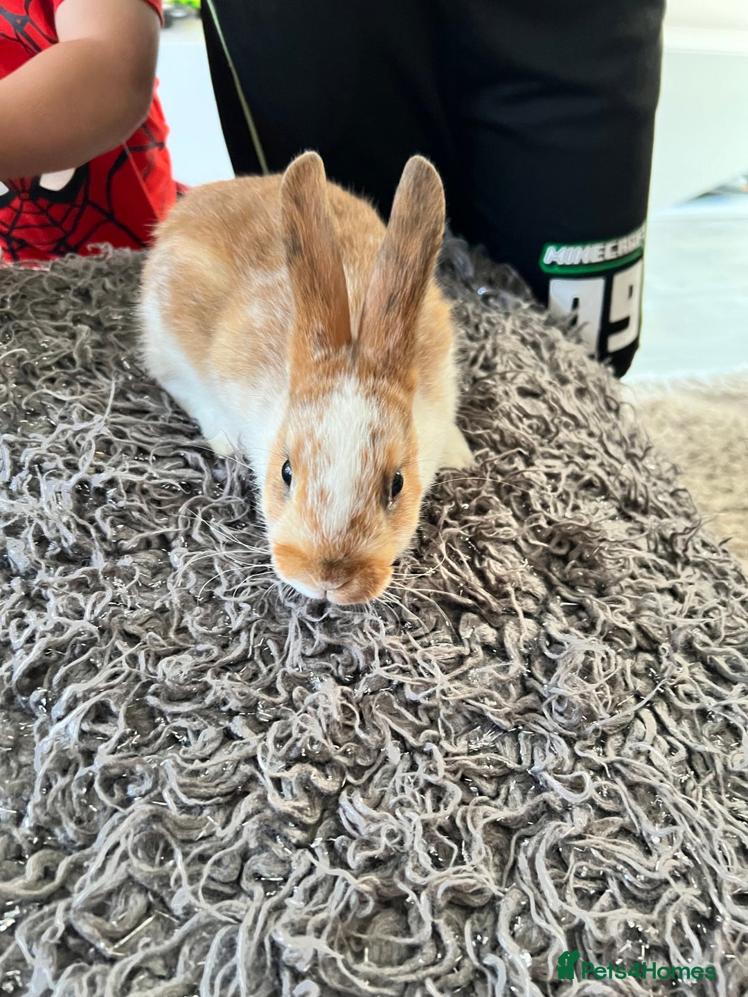 Dwarf Hotot rabbits for sale: Bunnies  in Newark - Image 11