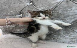 Bengal cats for sale: Bengal X kittens - Image 5