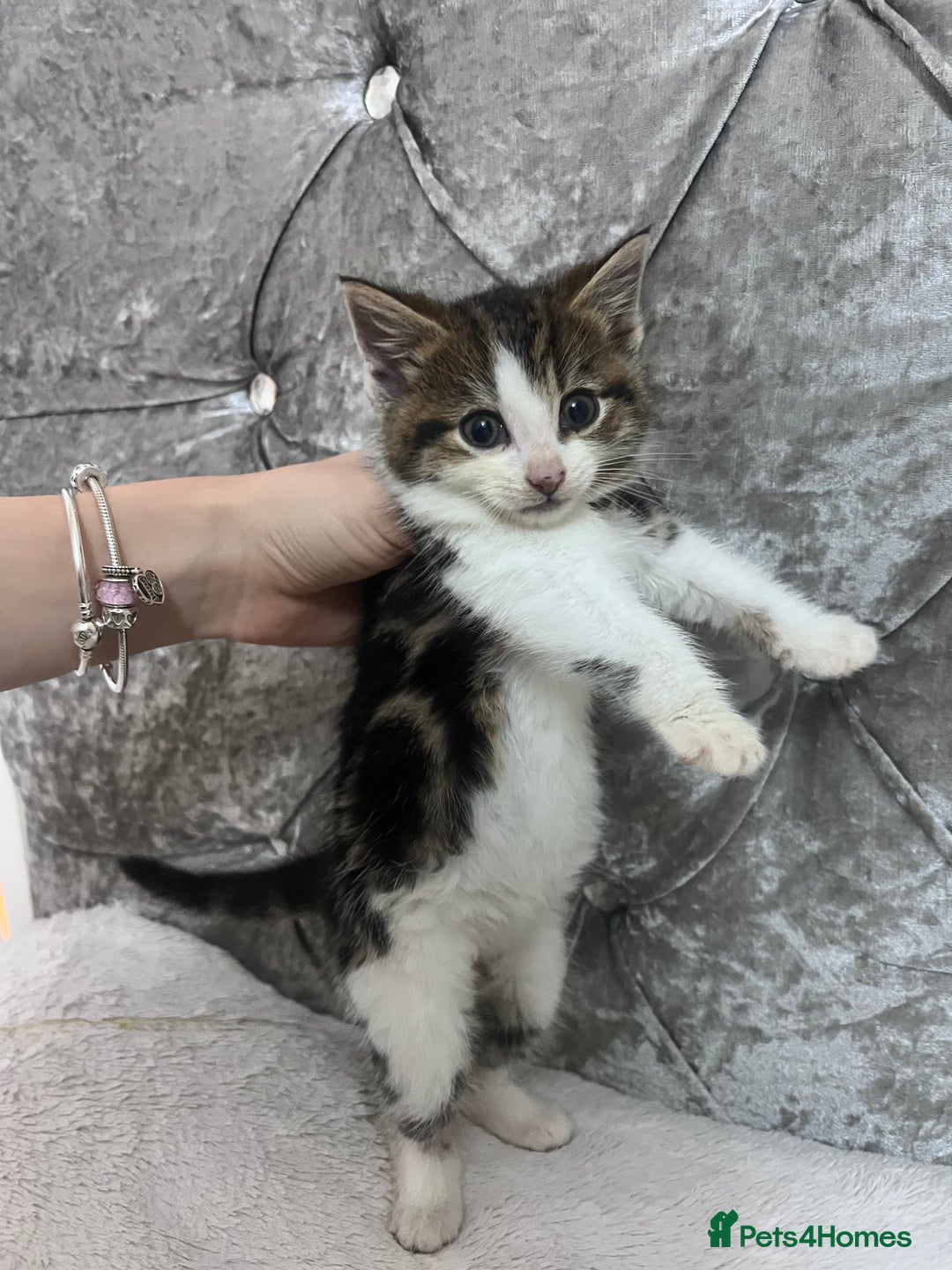 Bengal cats for sale: Bengal X kittens - Image 5